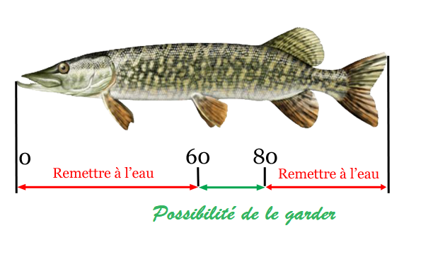 Schema fenetre de capture 1