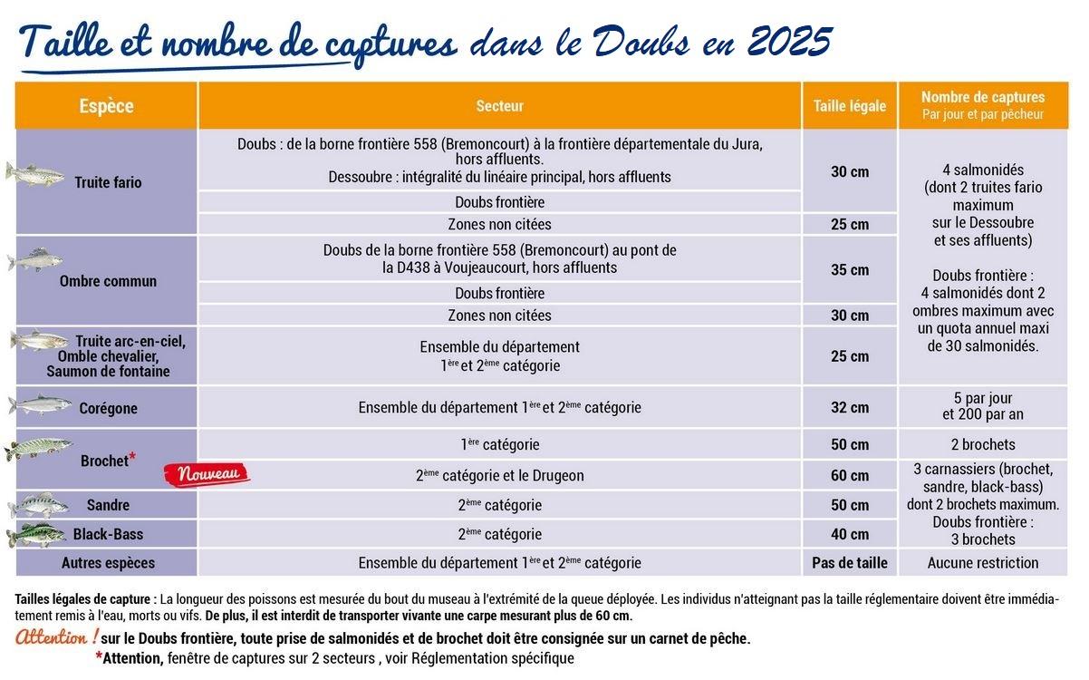 Tailles 2025